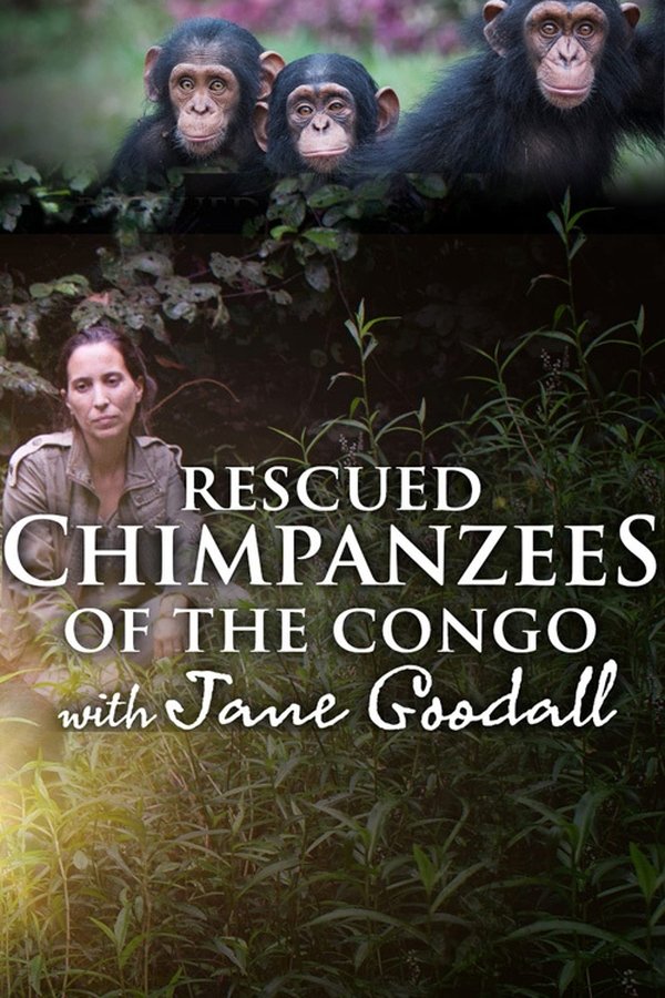 Rescued Chimpanzees Of The Congo With Jane Goodall