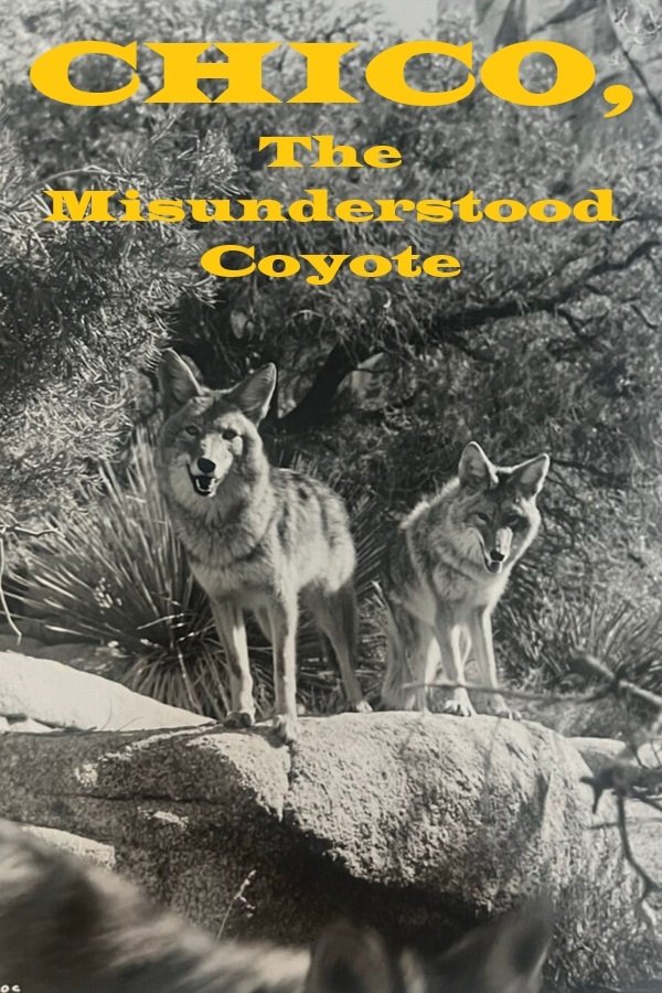 Chico, The Misunderstood Coyote