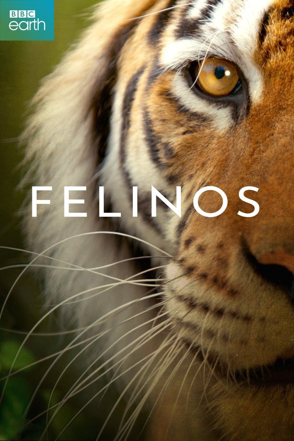 Big Cats