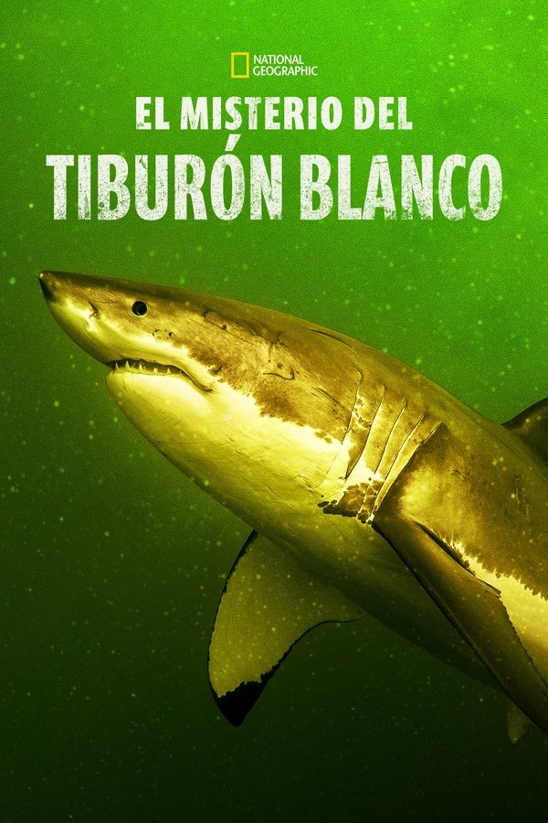Return of the White Shark