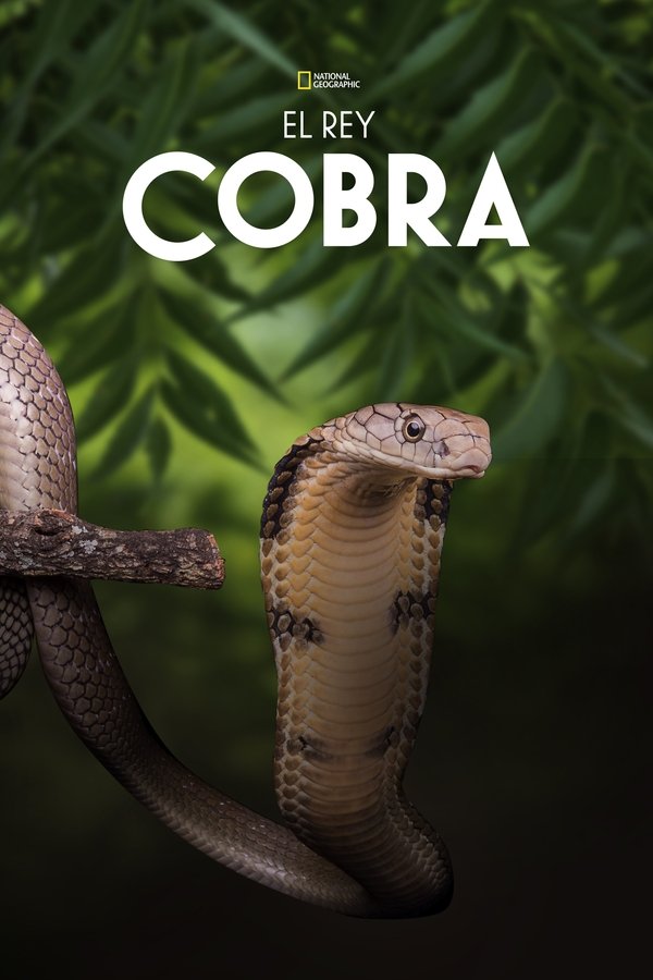 Secrets Of The King Cobra