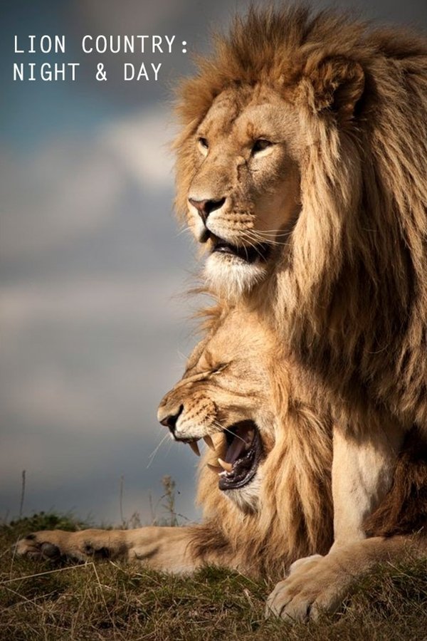 Lion Country: Night And Day