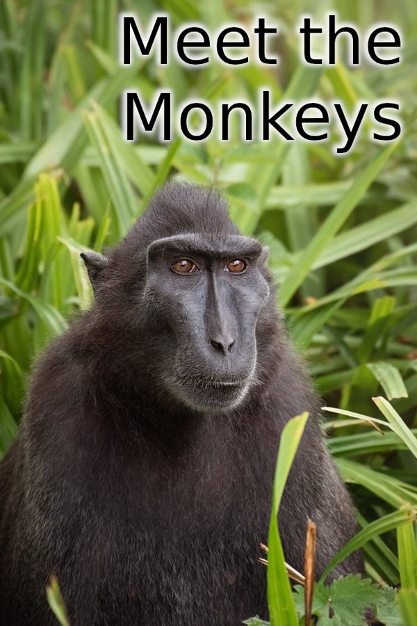 Meet The Monkeys