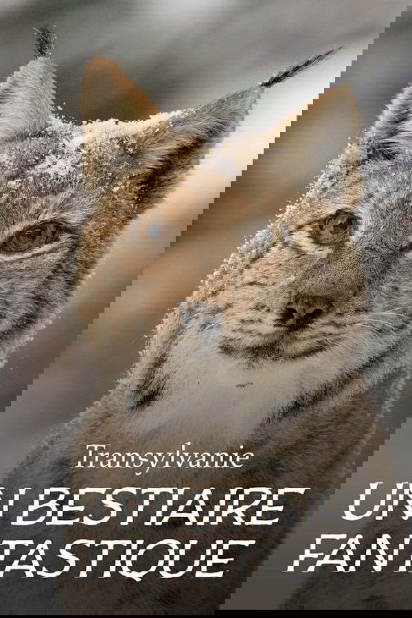 Transylvanie, Un Bestiaire Fantastique