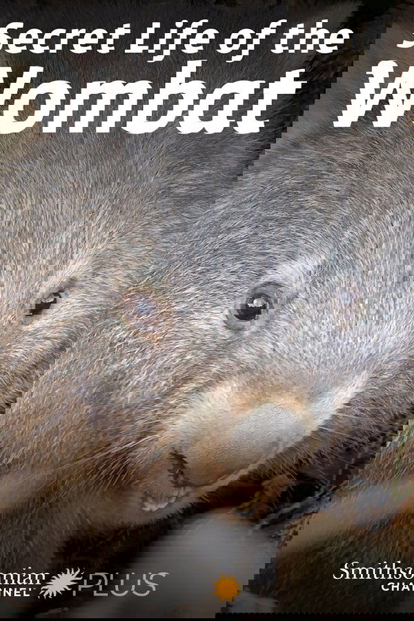 La Vida Secreta De Los Wombat