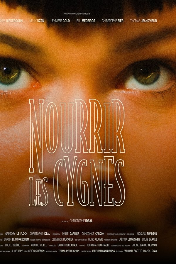 Nourrir Les Cygnes