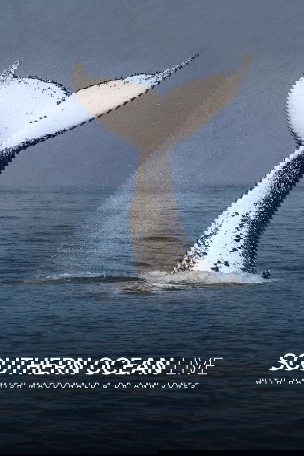 Southern Ocean Live