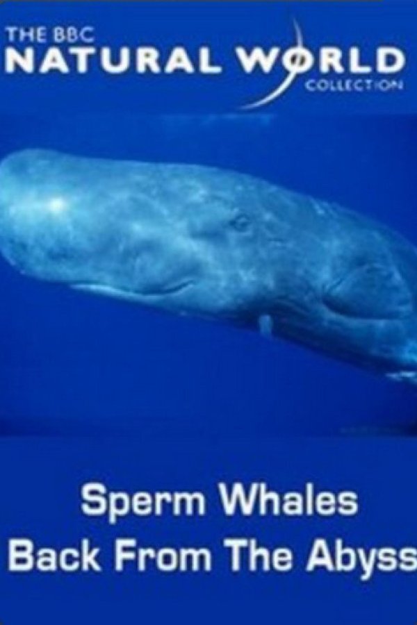 Sperm Whales: Back From The Abyss