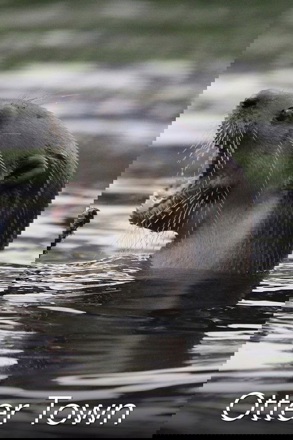 Otter Town