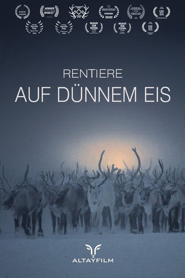 Rentiere Auf Dünnem Eis
