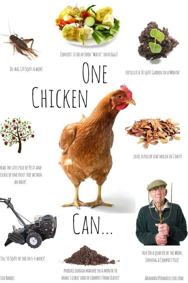 Permaculture Chickens