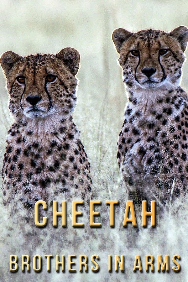 Cheetah Brothers In Arms