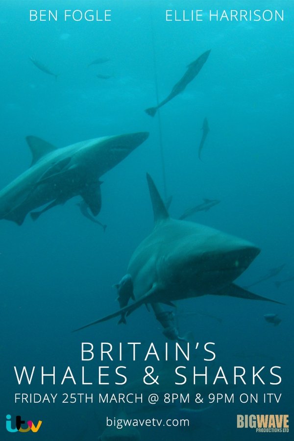 Britain's Whales And Sharks