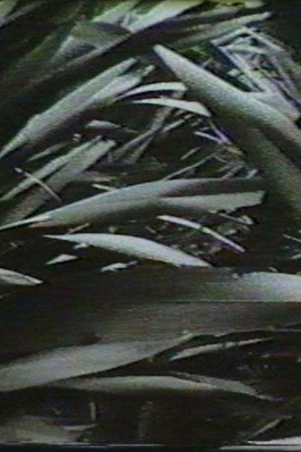 Sensación 77: Mimetismo