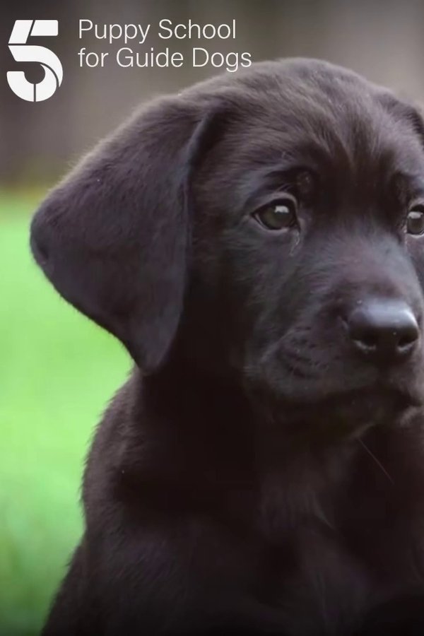 Puppy School For Guide Dogs