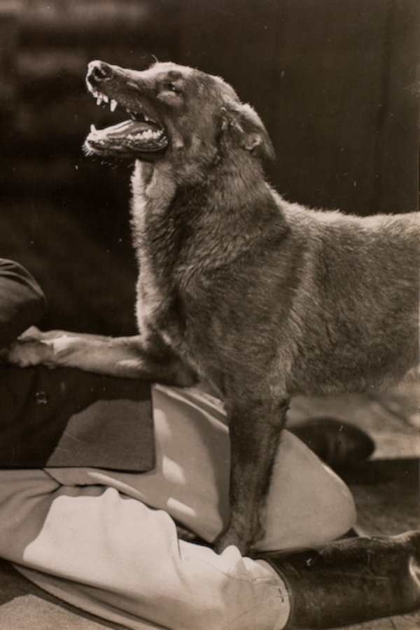The Hound Of Silver Creek