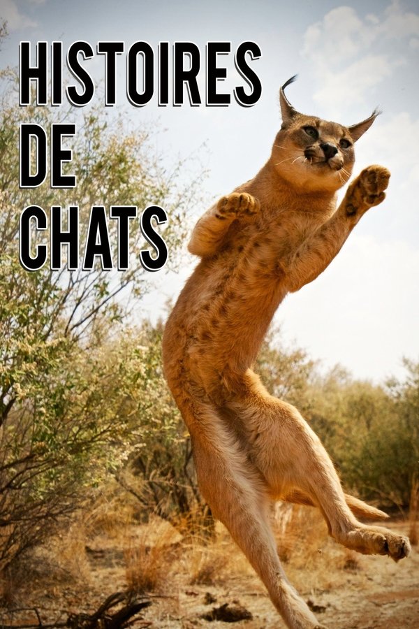 The Story Of Cats
