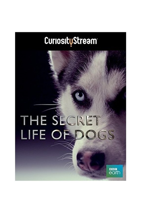 The Secret Life Of Dogs