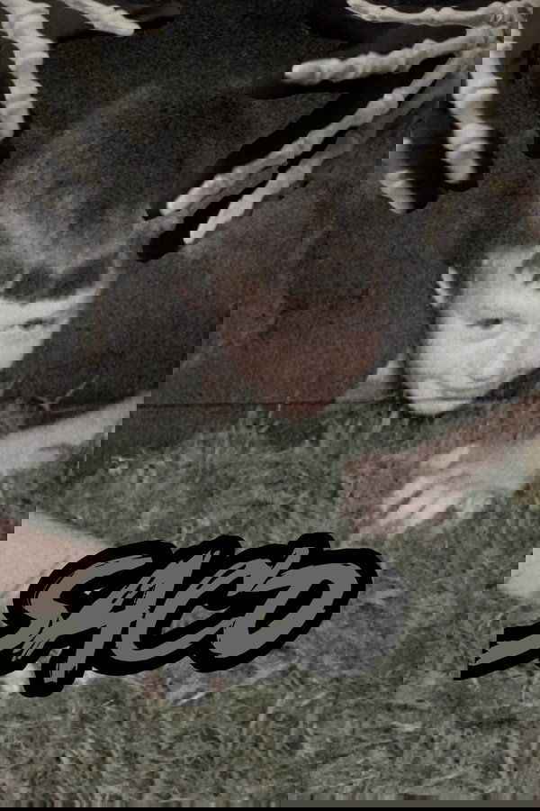 Saco