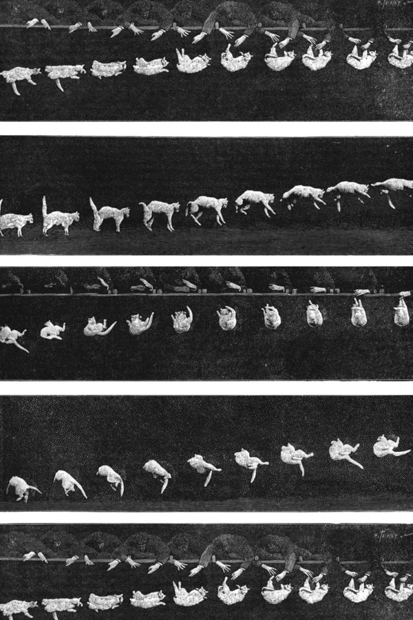 Prof. Welton's Boxing Cats