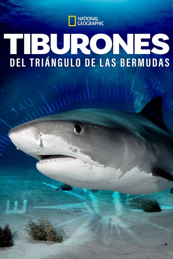Sharks Of The Bermuda Triangle