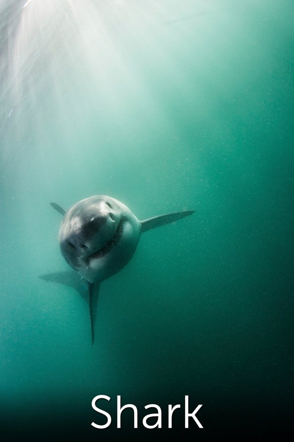 Shark: Beneath The Surface