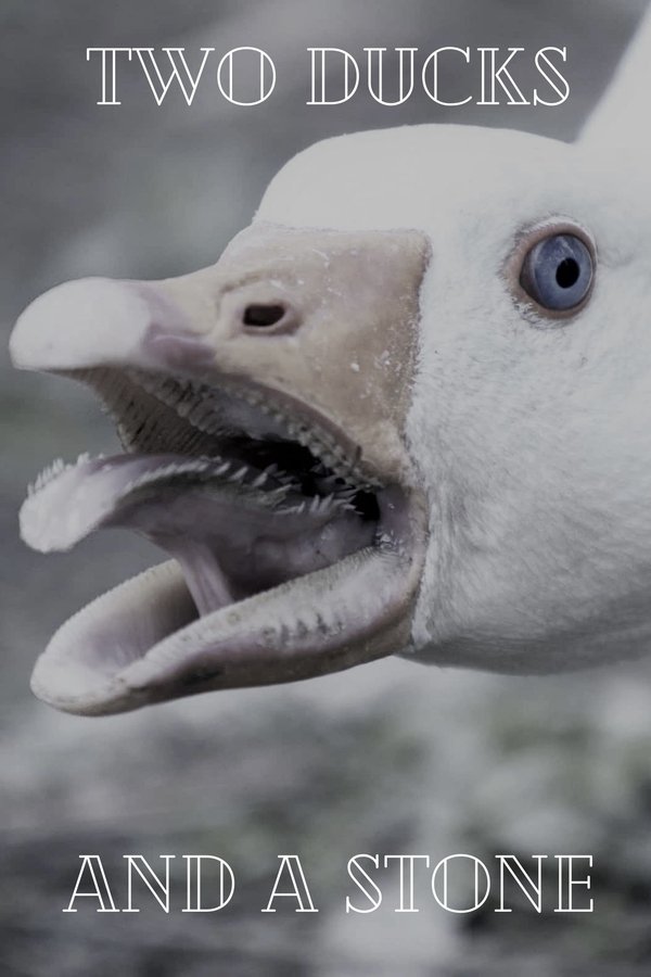 Two Ducks And A Stone