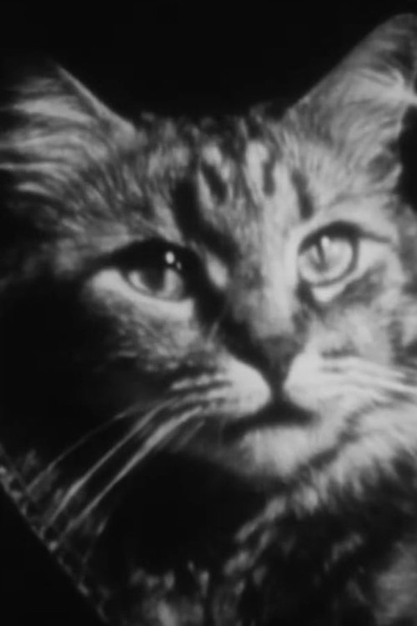 The Private Life Of A Cat