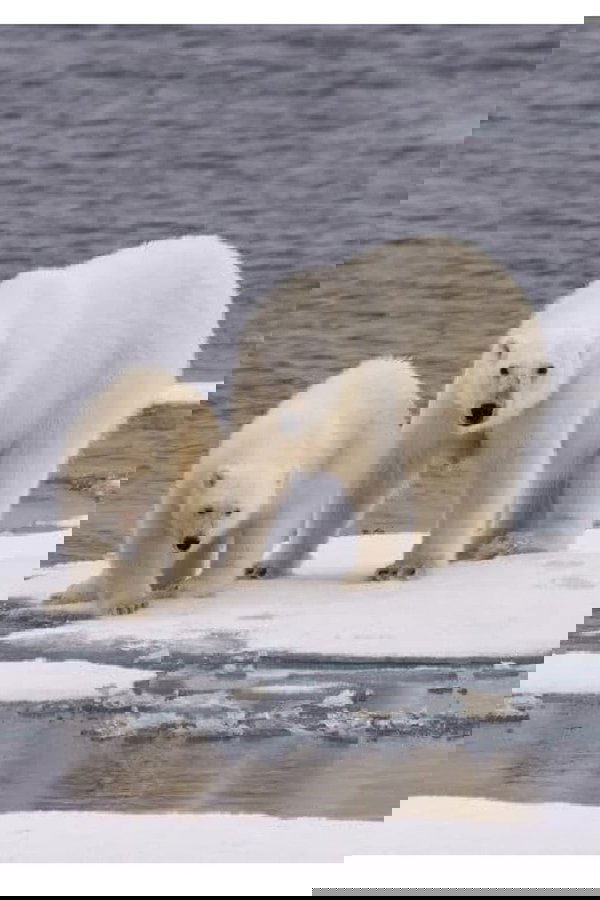 Ice Bear