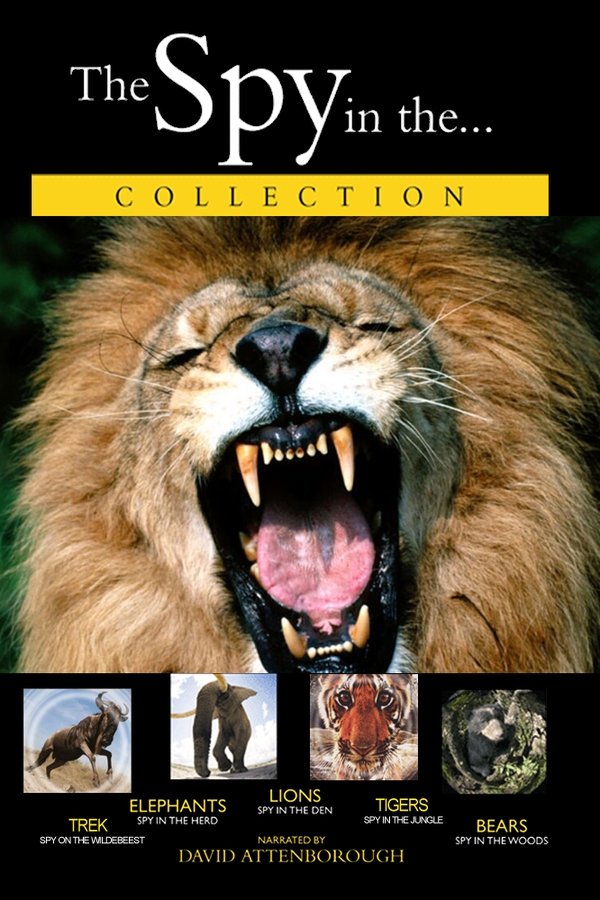 Lions: Spy In The Den