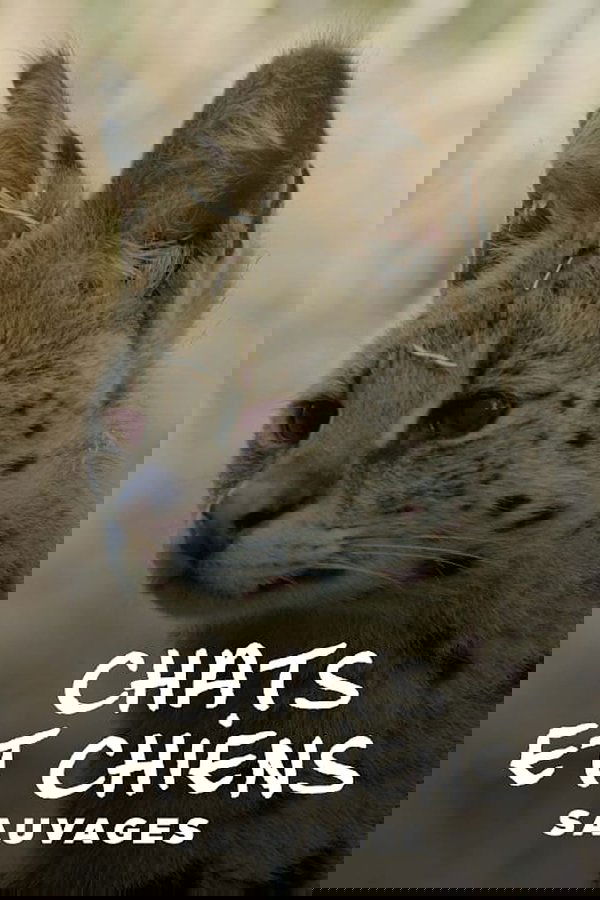 Chats Et Chiens Sauvages