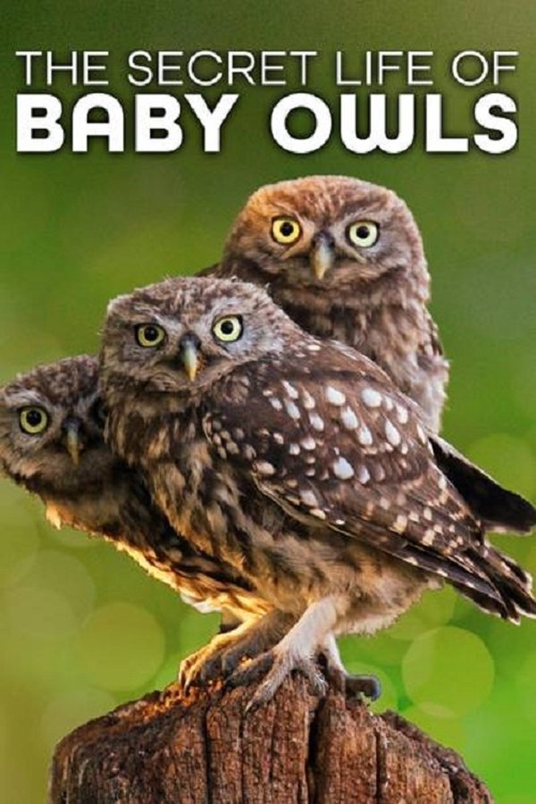 The Secret Life Of Owls