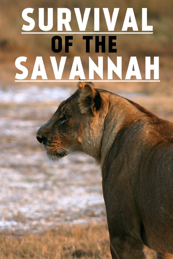 Survival On The Savannah