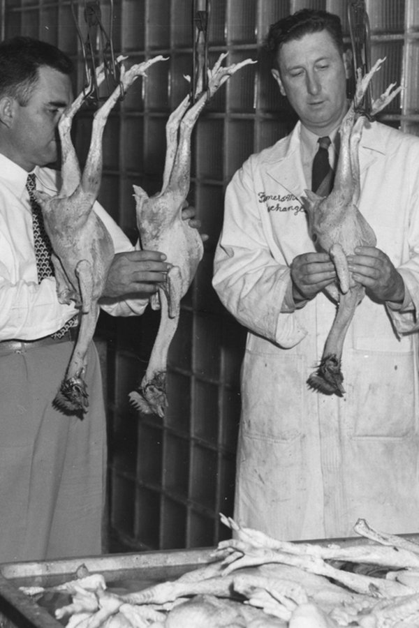 The Chicken Of Tomorrow