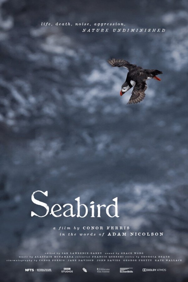 Seabird