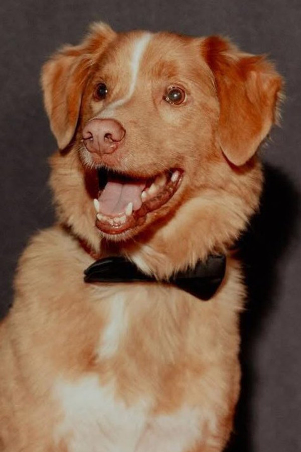 Indy the Dog's headshot