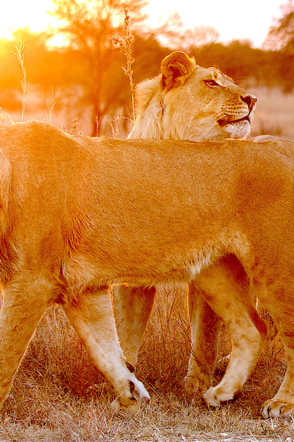 Lion Spy (2021) backdrop image