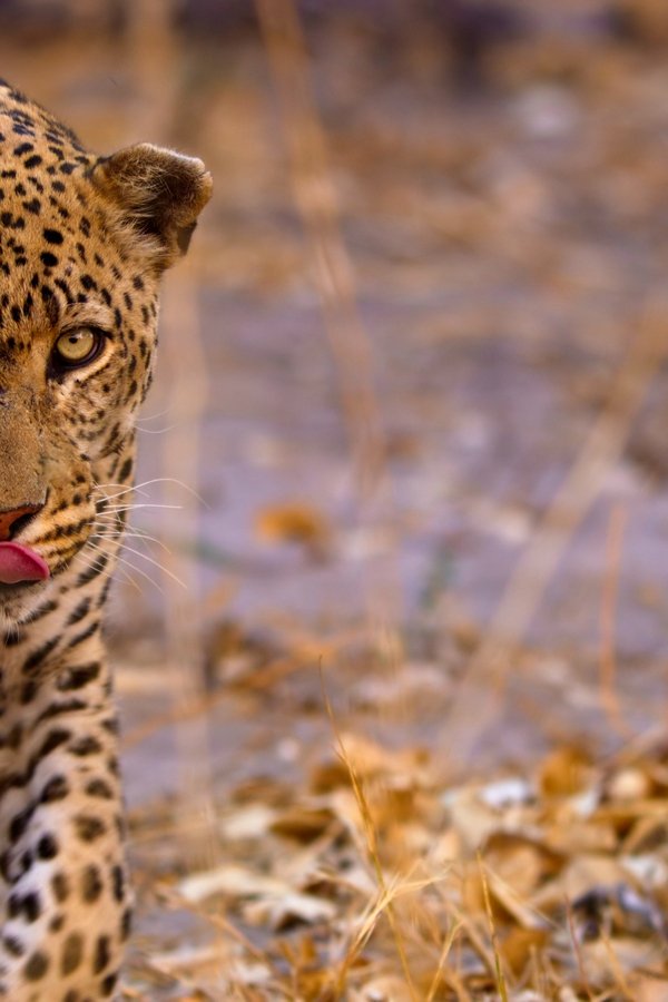 Earthsounds: i suoni del pianeta – S01E10 – I mondi acquatici africani