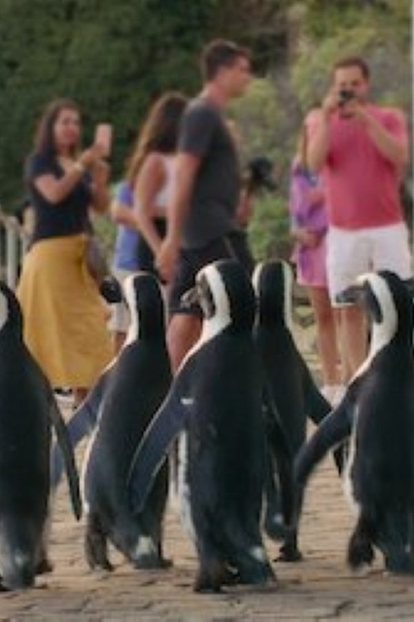 Il villaggio dei pinguini – S01E06 – Guerrieri della domenica