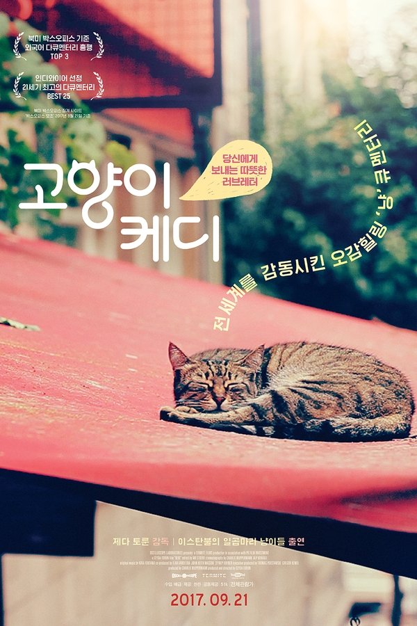 고양이 케디