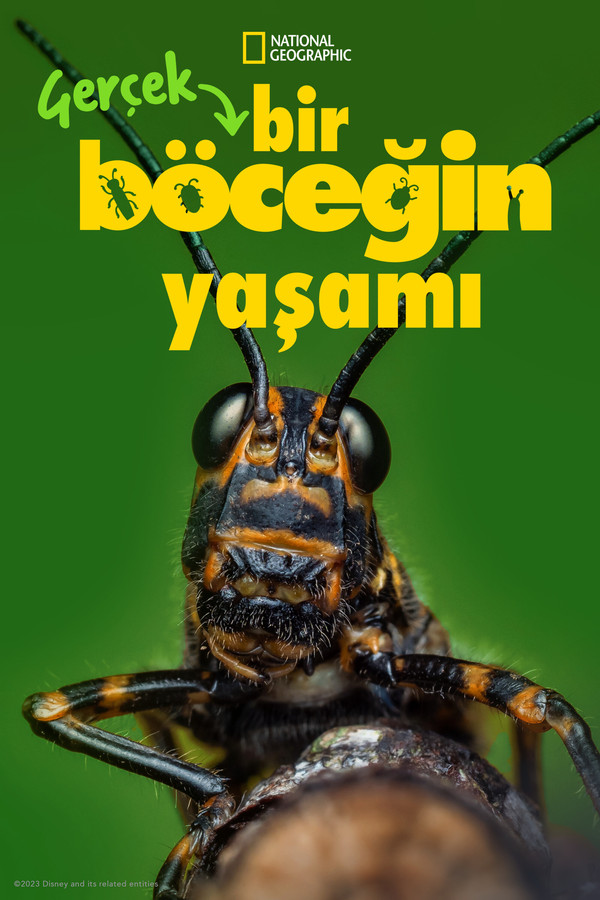Gerçek Bir Böceğin Yaşamı