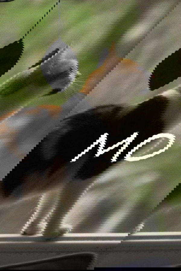 Mo poster