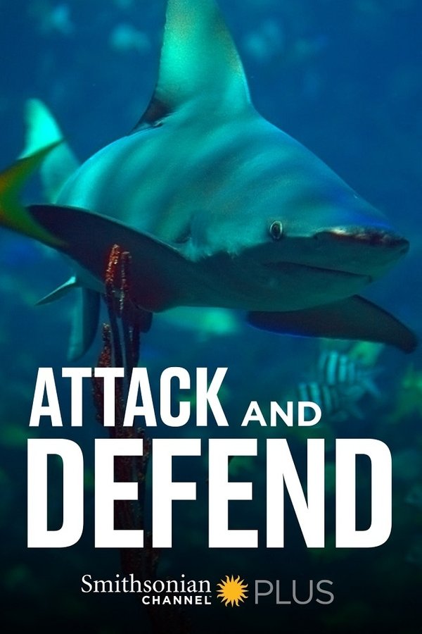 watch-Attack and Defend