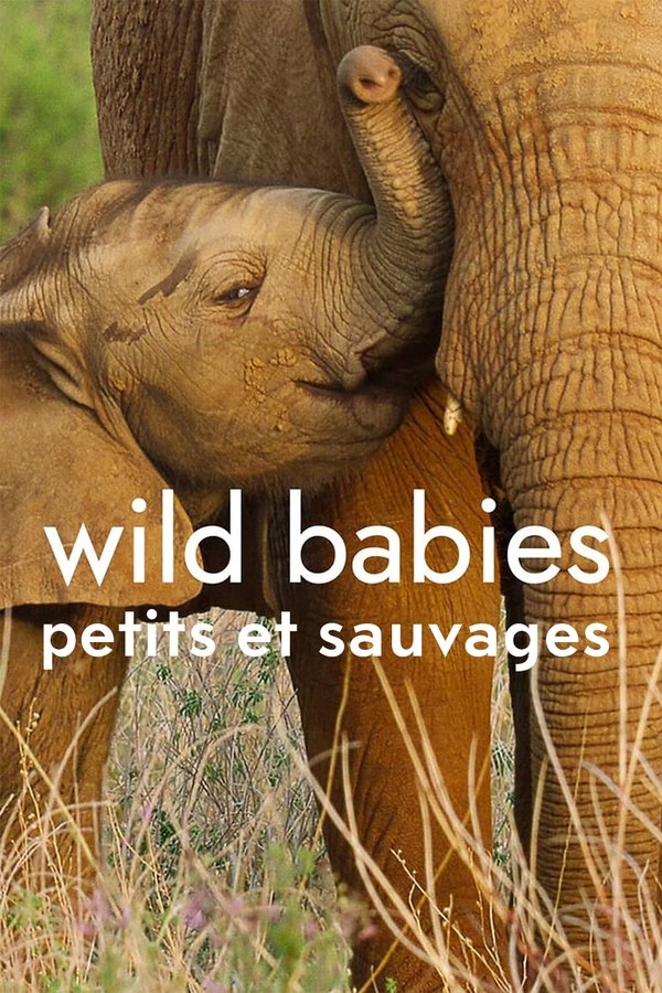 FR - Wild Babies : Petits et Sauvages () (GB) 4KOTT