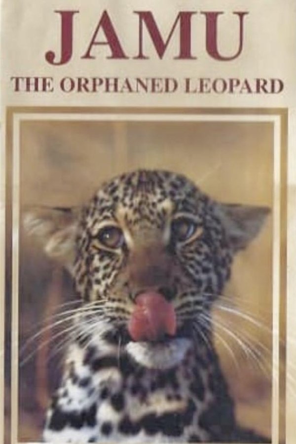 Jamu the Orphaned Leopard