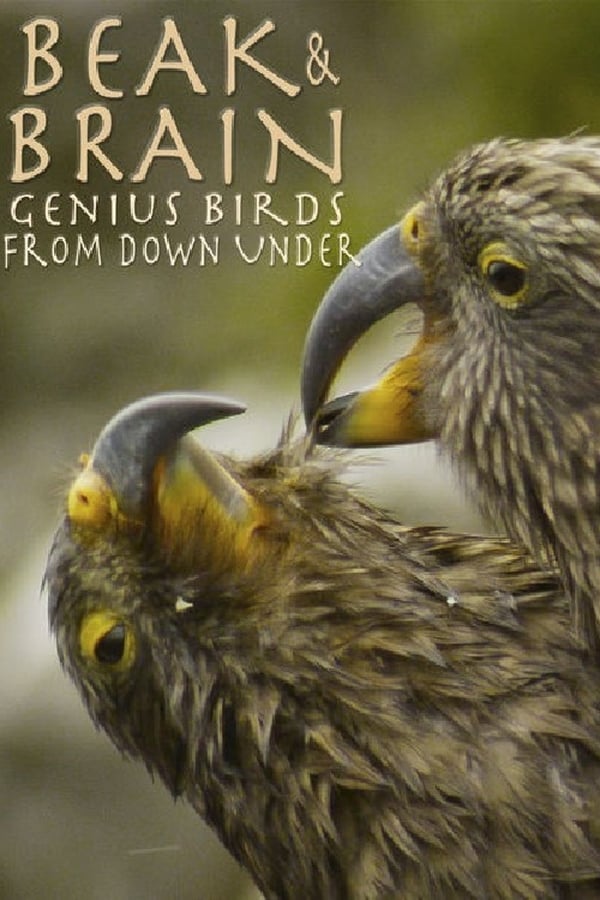 |MULTI| Beak & Brain - Genius Birds from Down Under