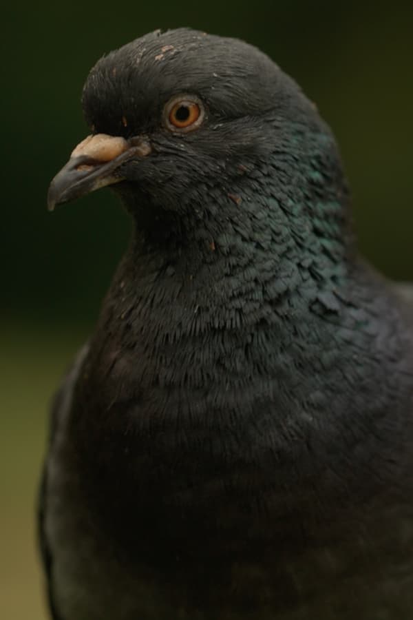 Deformed Pigeon Feet