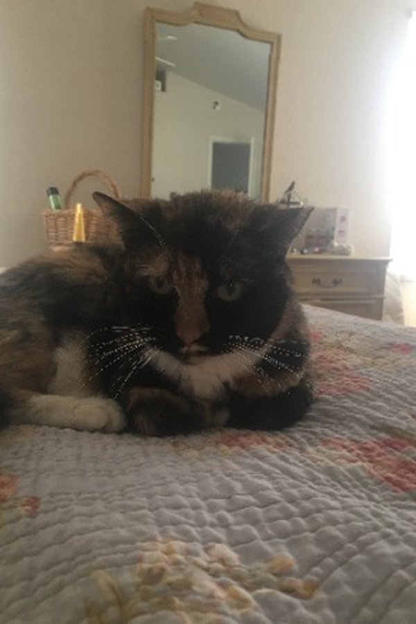 Stella the Cat's headshot