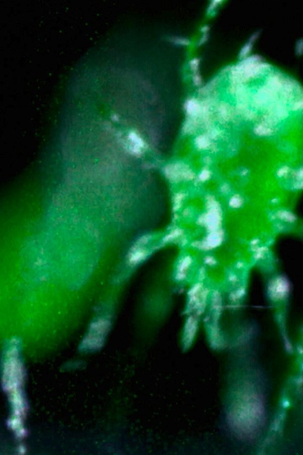 X-Files – S01E20 – Morte nell’oscurità