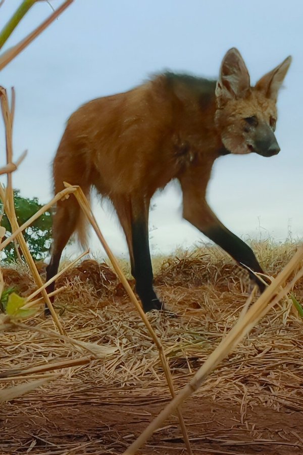 Animal: il meraviglioso regno animale – S01E02 – I canidi